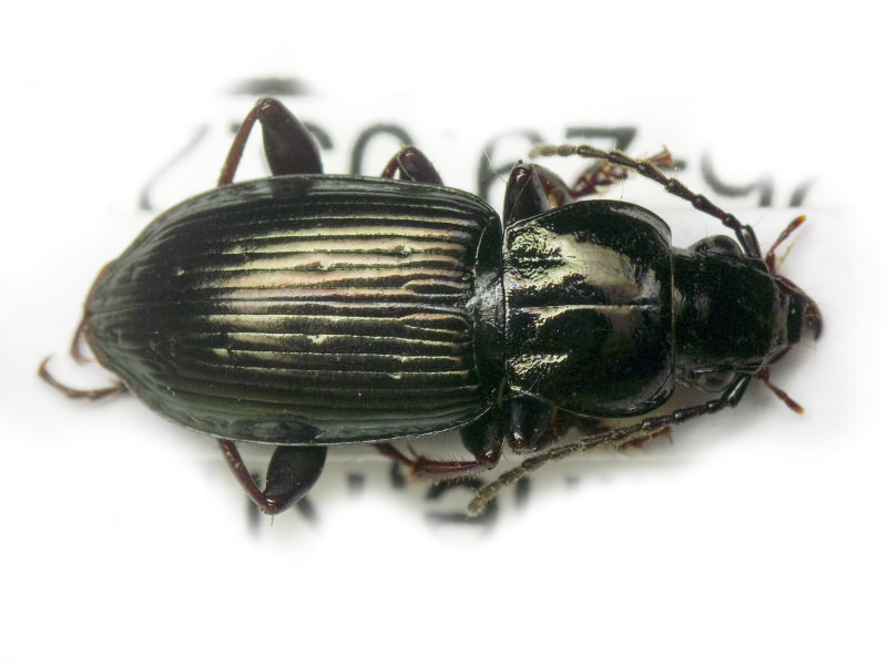 Pterostichus oblongopunctatus (Fabricius, 1787)